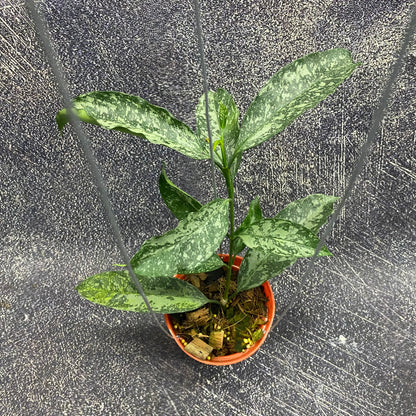 Hoya Occultata High Splash