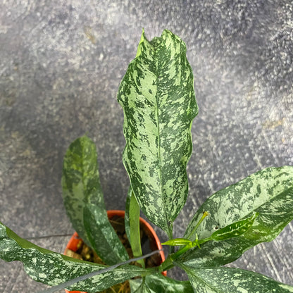 Hoya Occultata High Splash