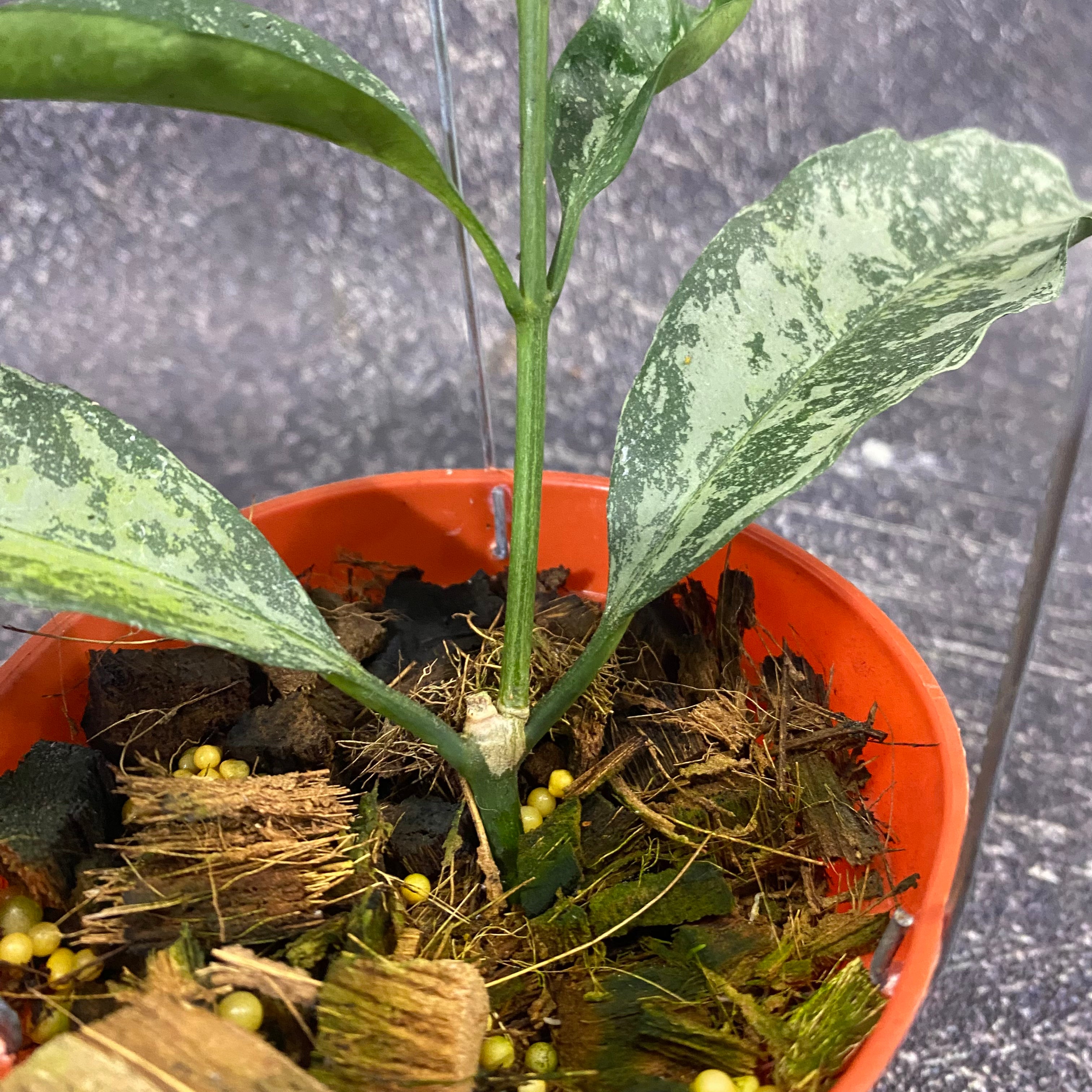 Hoya Occultata High Splash