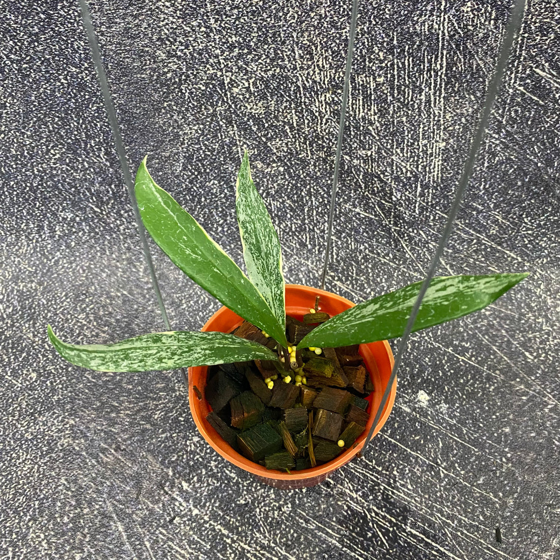 Hoya Pubicalyx Albomarginata