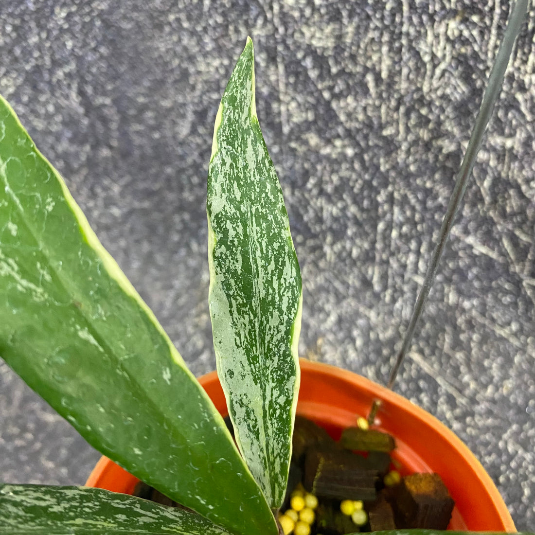 Hoya Pubicalyx Albomarginata