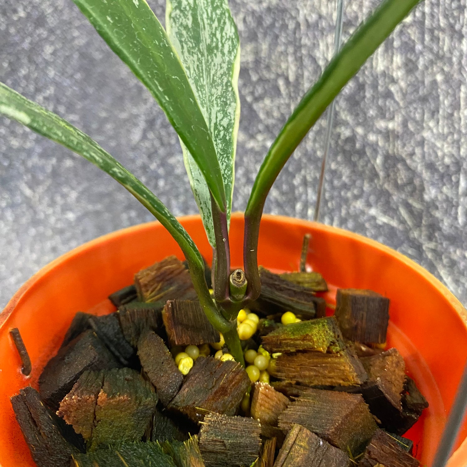 Hoya Pubicalyx Albomarginata