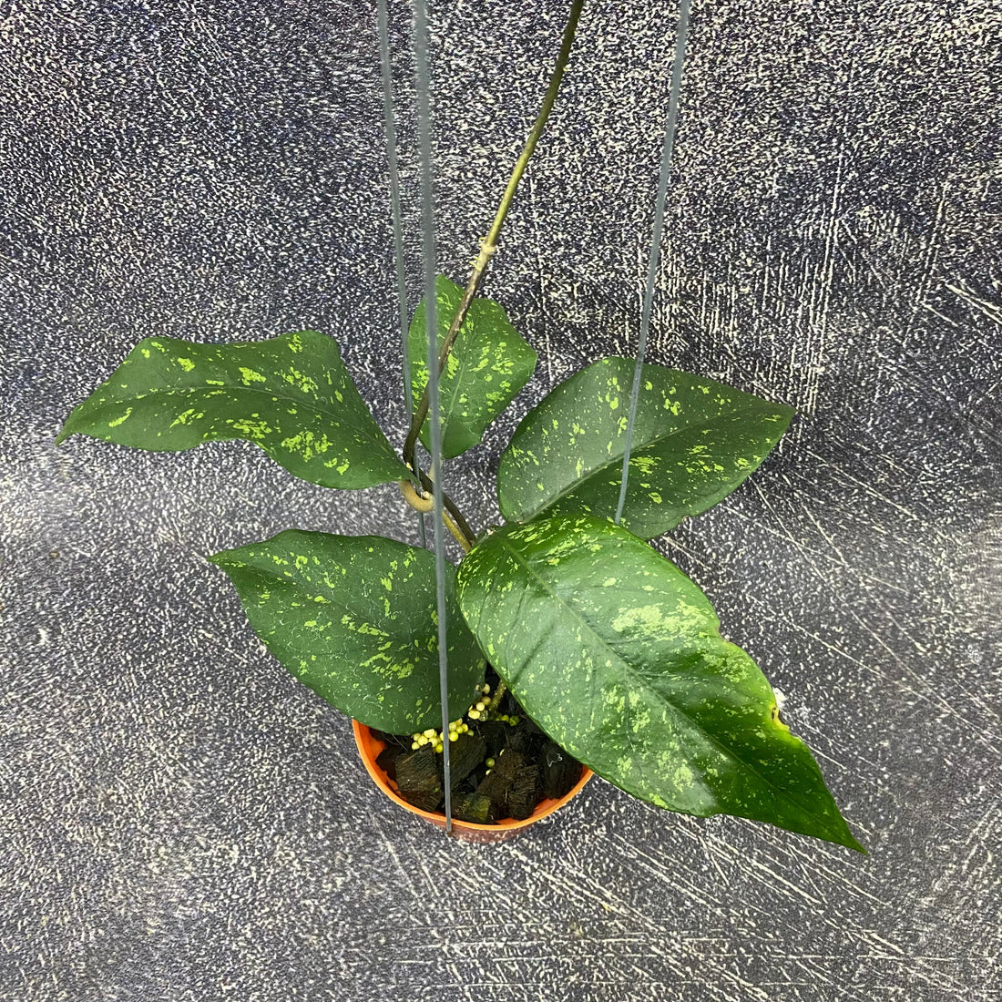 🎁 Hoya SP Aceh Badak Uken (100% off)