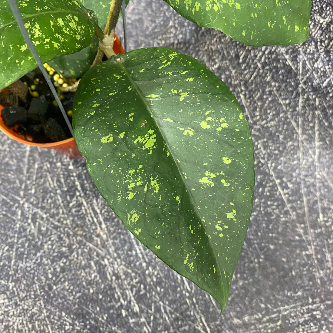 Hoya SP Aceh Badak Uken