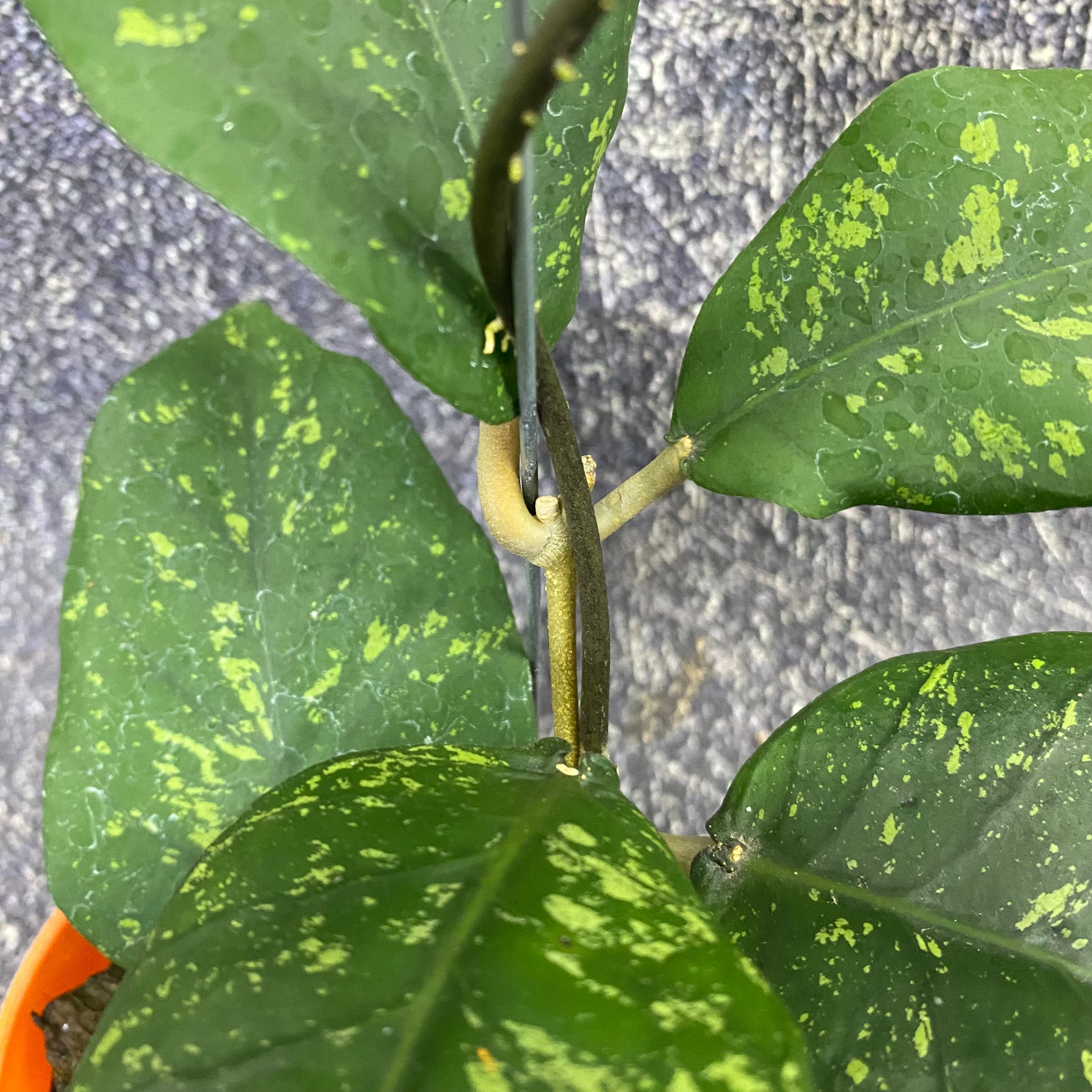 Hoya SP Aceh Badak Uken