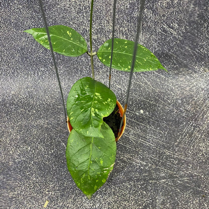 Hoya SP Aceh Brontofolia