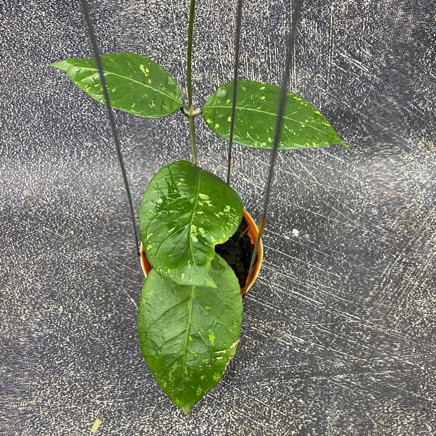 🎁 Hoya SP Aceh Brontofolia (100% off)