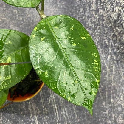 Hoya SP Aceh Brontofolia