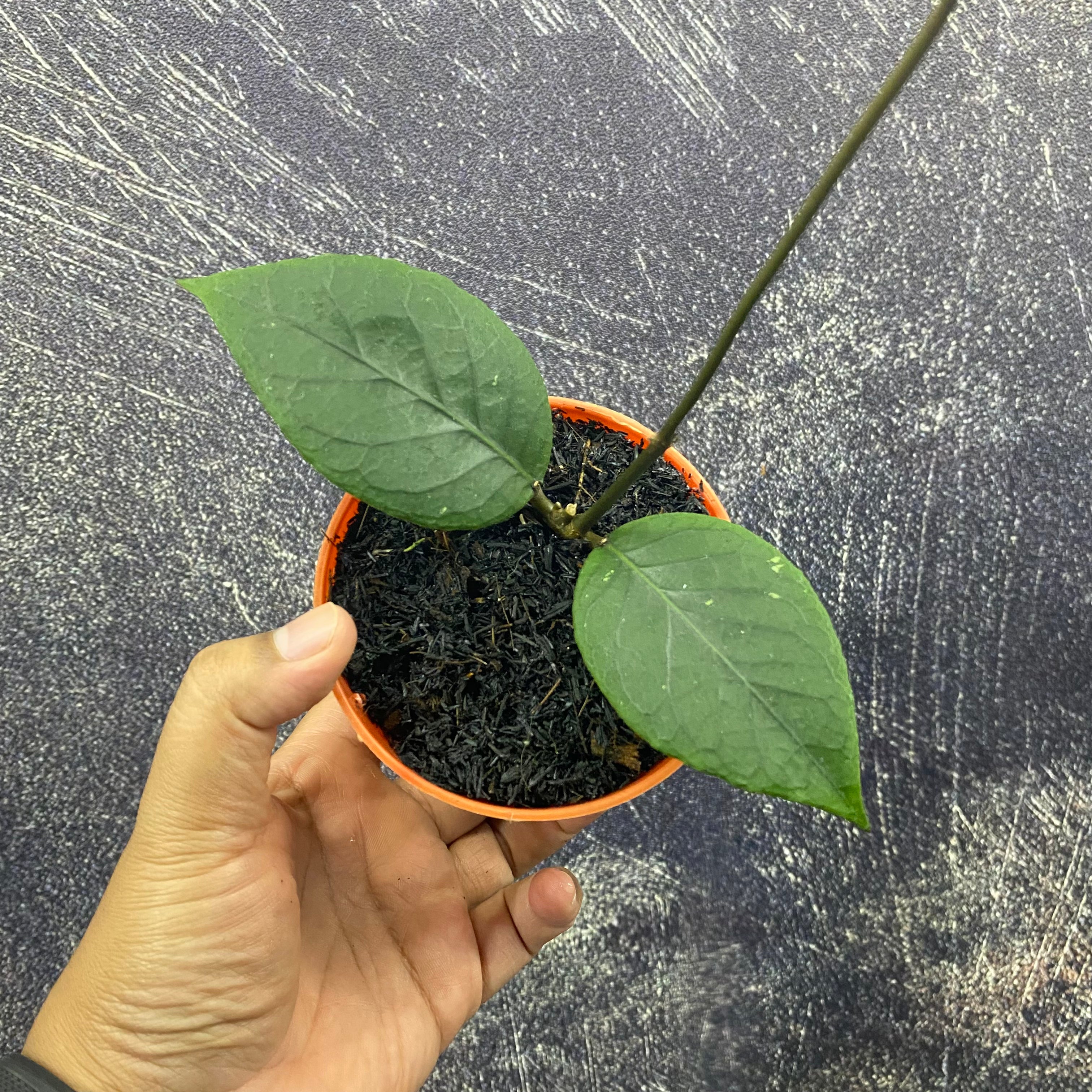 Hoya SP Aceh Dragon Eggs