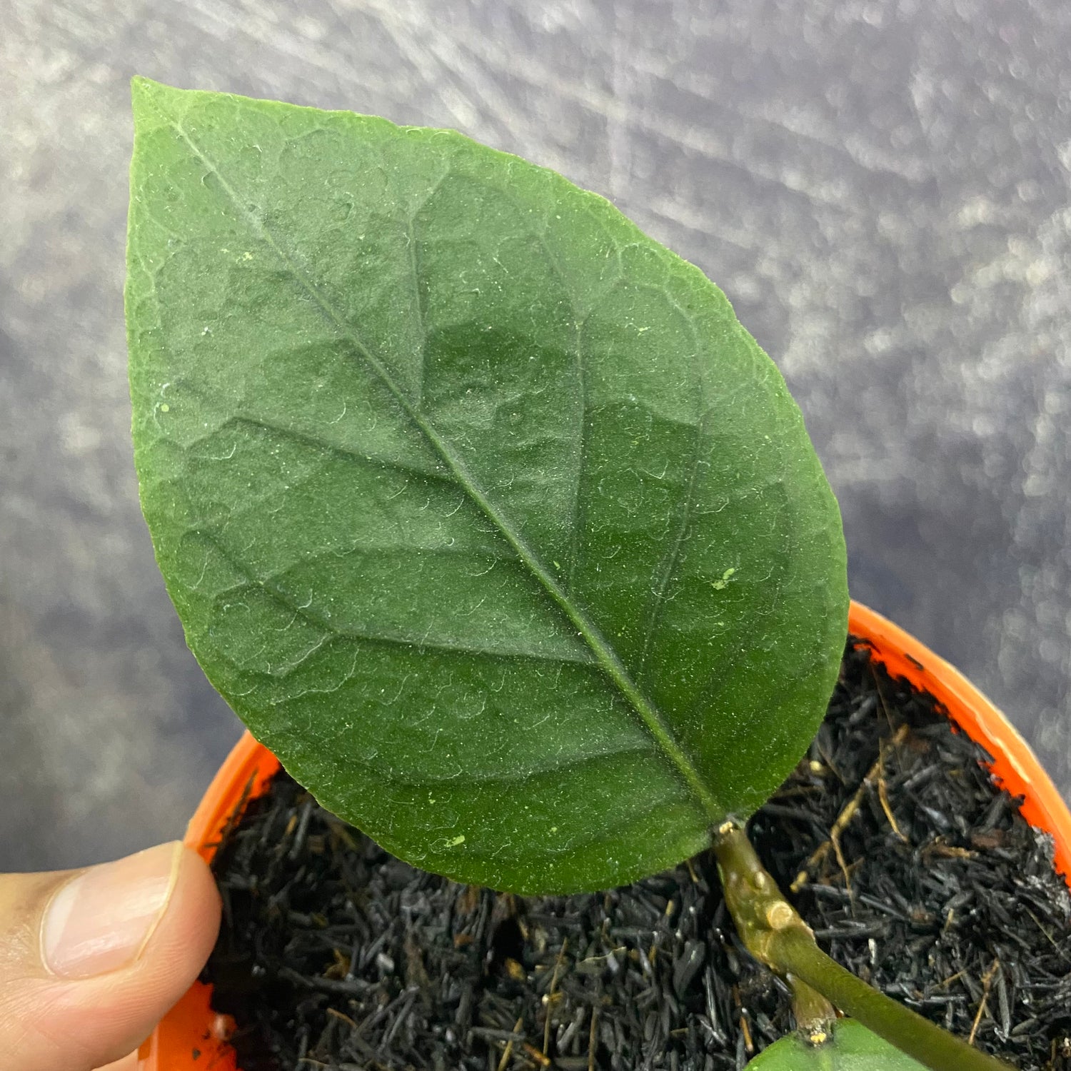 Hoya SP Aceh Dragon Eggs