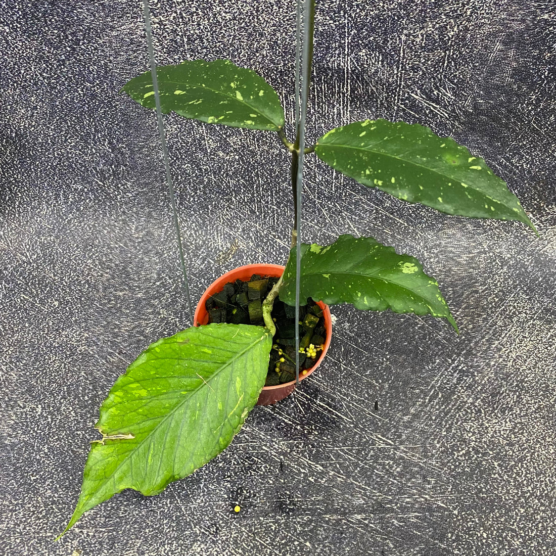 Hoya SP Aceh Dragon Muttated