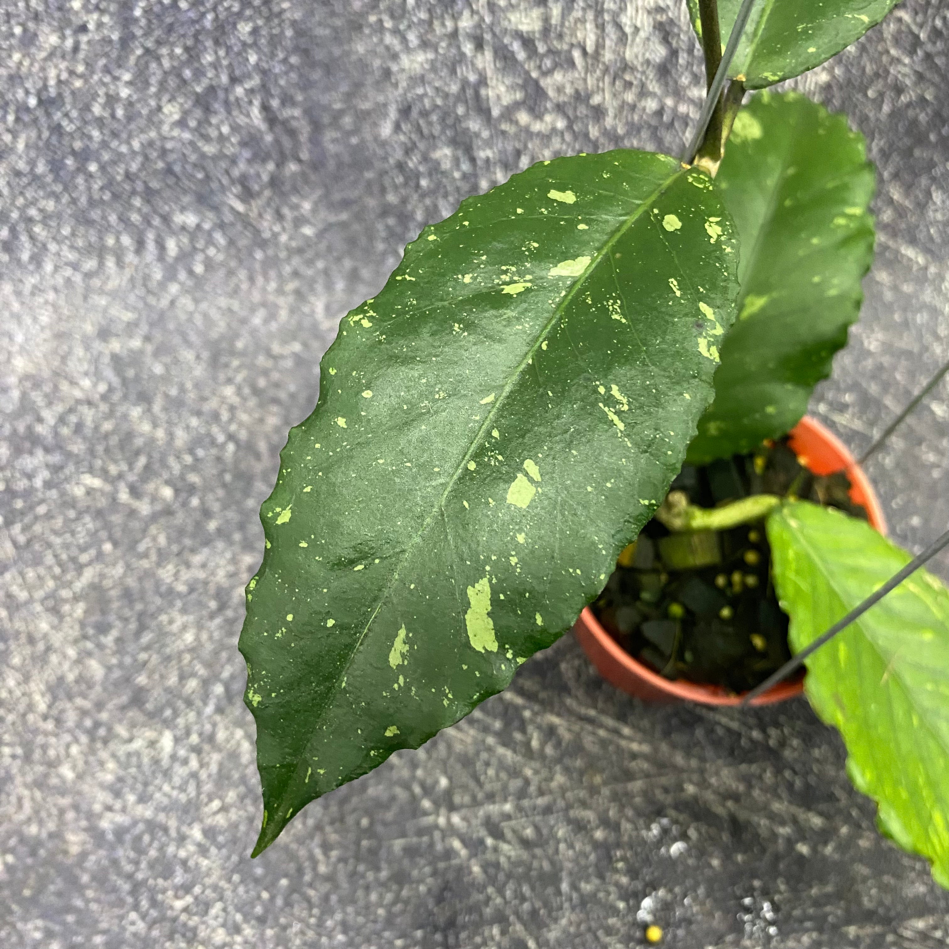 Hoya SP Aceh Dragon Muttated