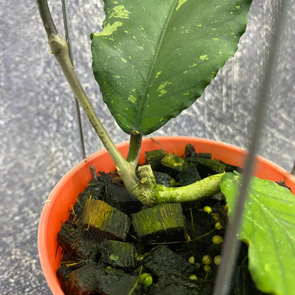 Hoya SP Aceh Dragon Muttated