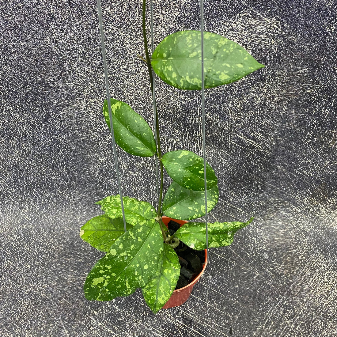 Hoya SP Aceh Forest Orb