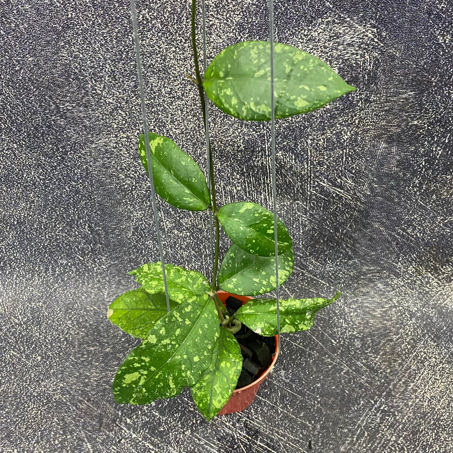 Hoya SP Aceh Forest Orb