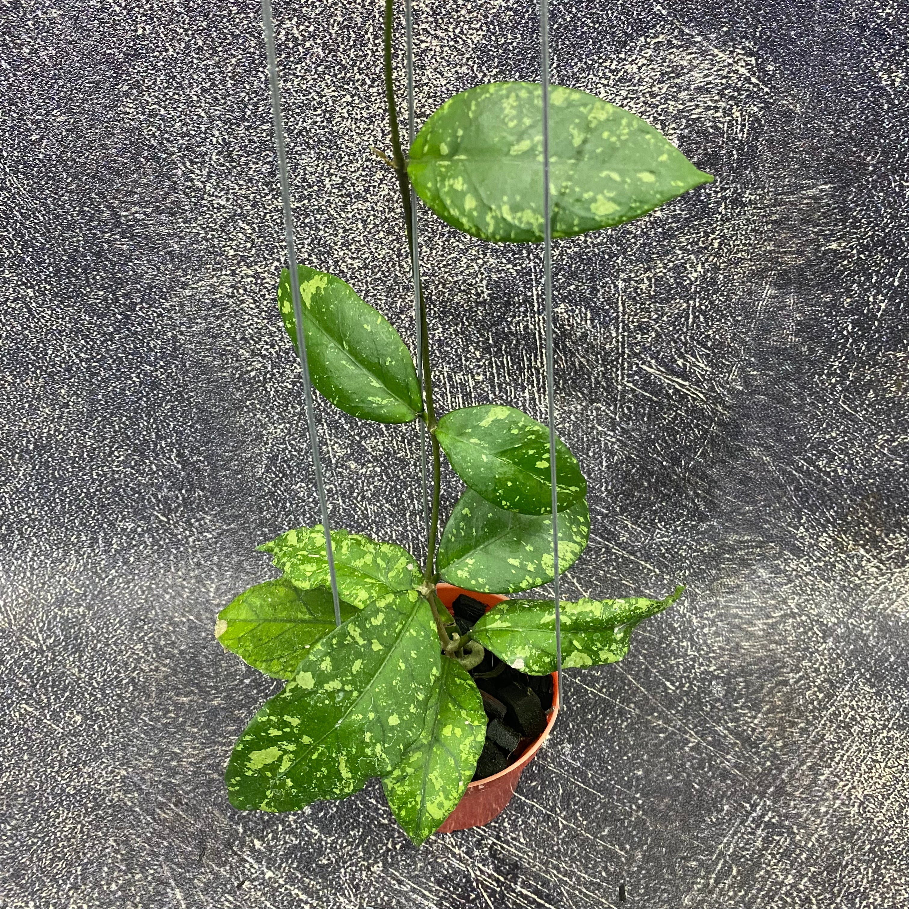 Hoya SP Aceh Forest Orb