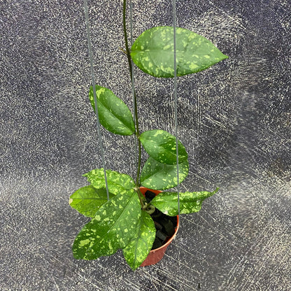 Hoya SP Aceh Forest Orb