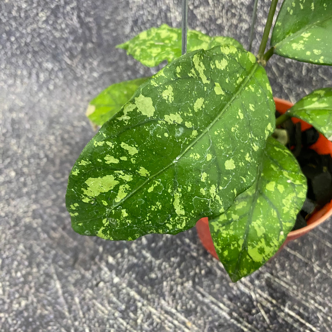 Hoya SP Aceh Forest Orb