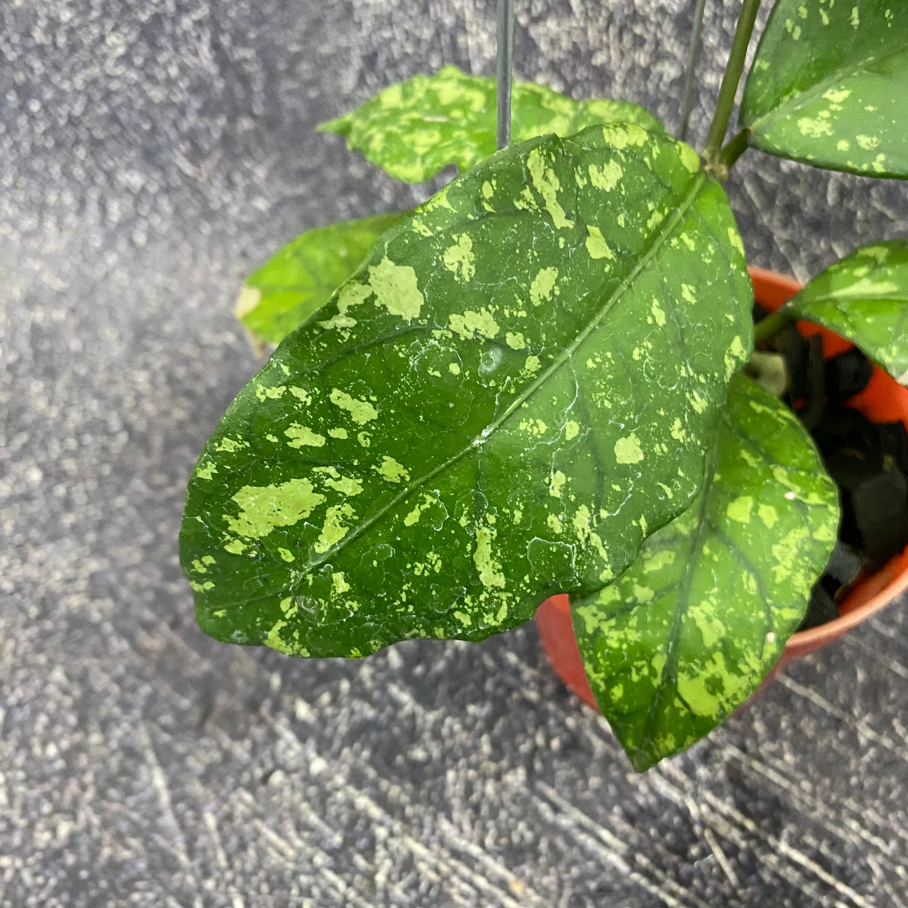 Hoya SP Aceh Forest Orb
