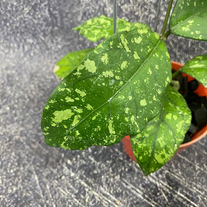 Hoya SP Aceh Forest Orb