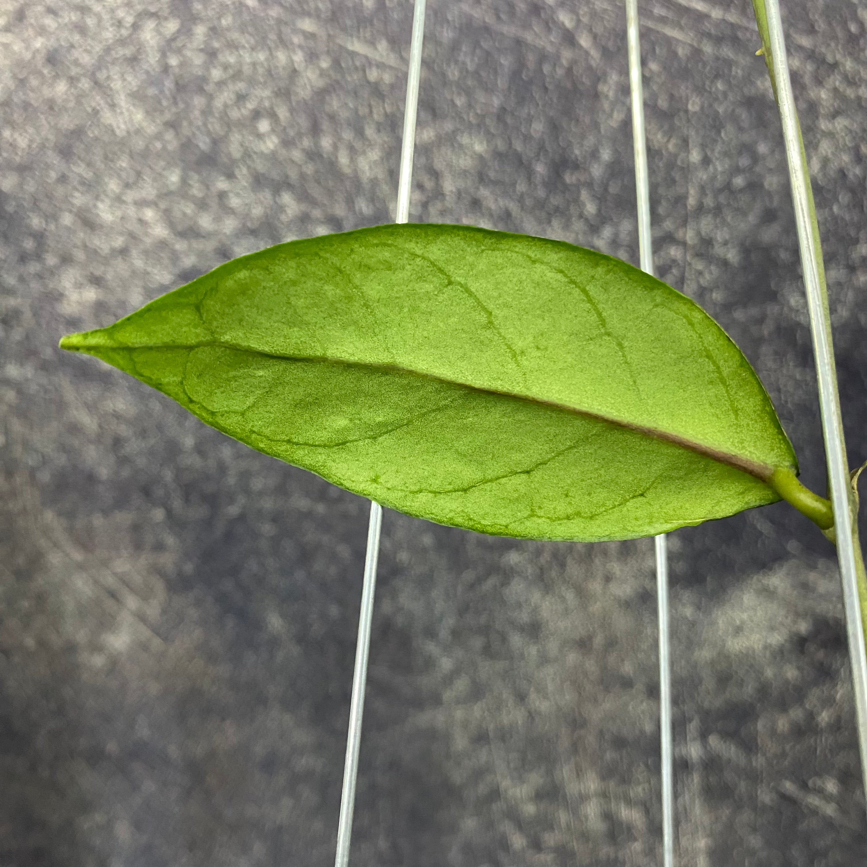 Hoya SP Aceh Forest Orb