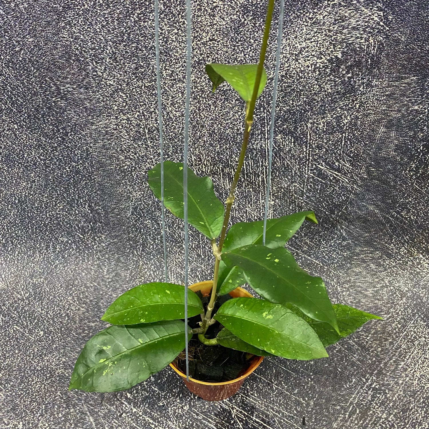 Hoya SP Aceh Green Diamond