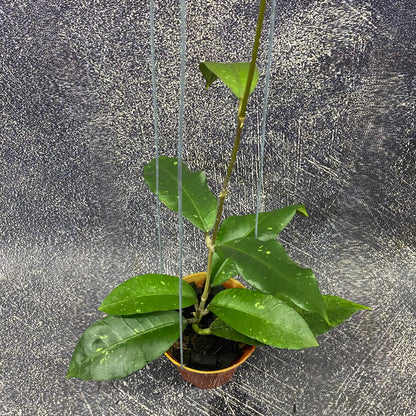 Hoya SP Aceh Green Diamond