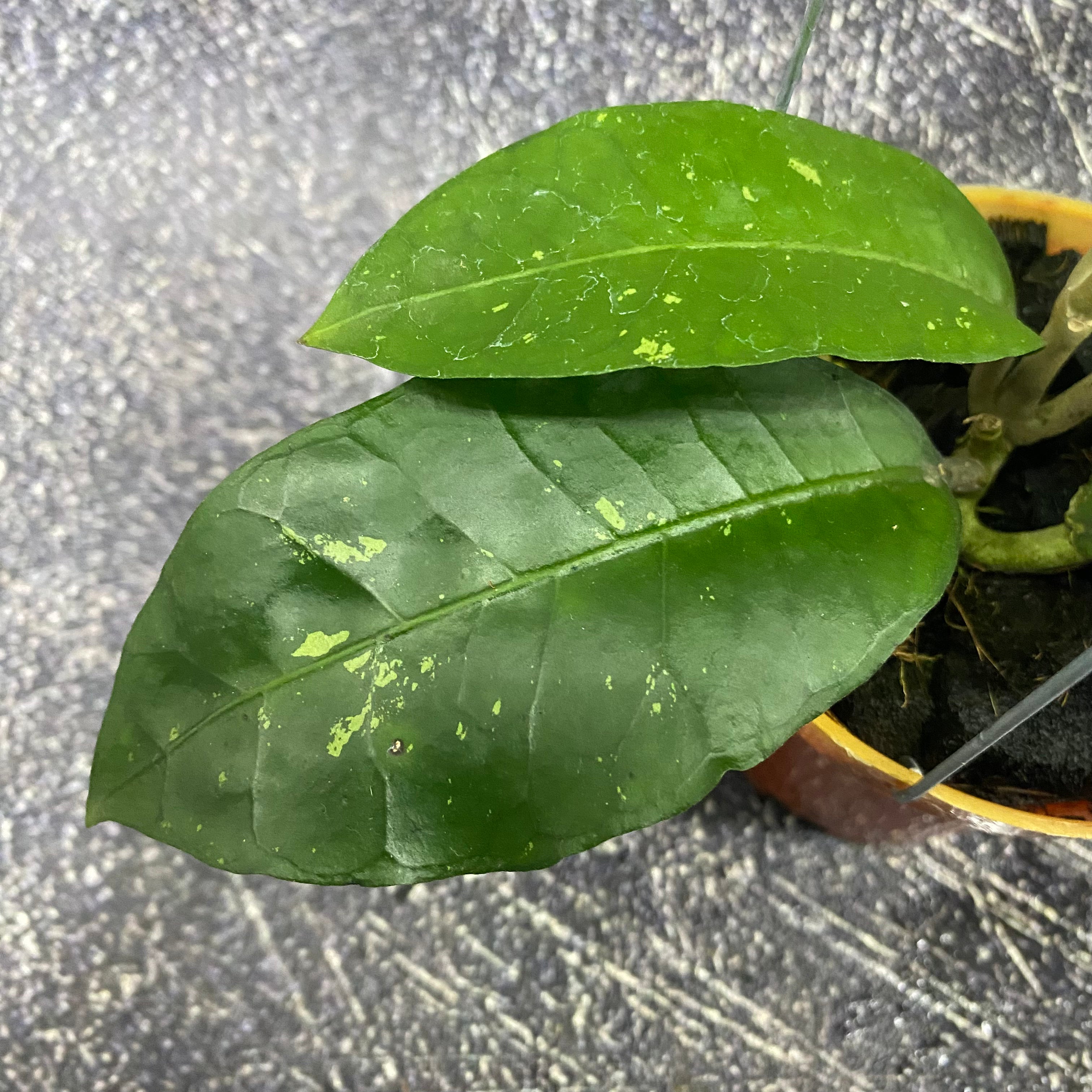 Hoya SP Aceh Green Diamond