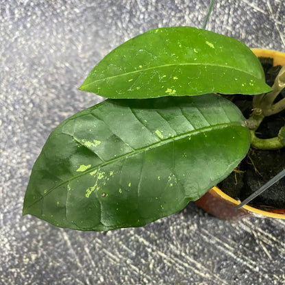 Hoya SP Aceh Green Diamond