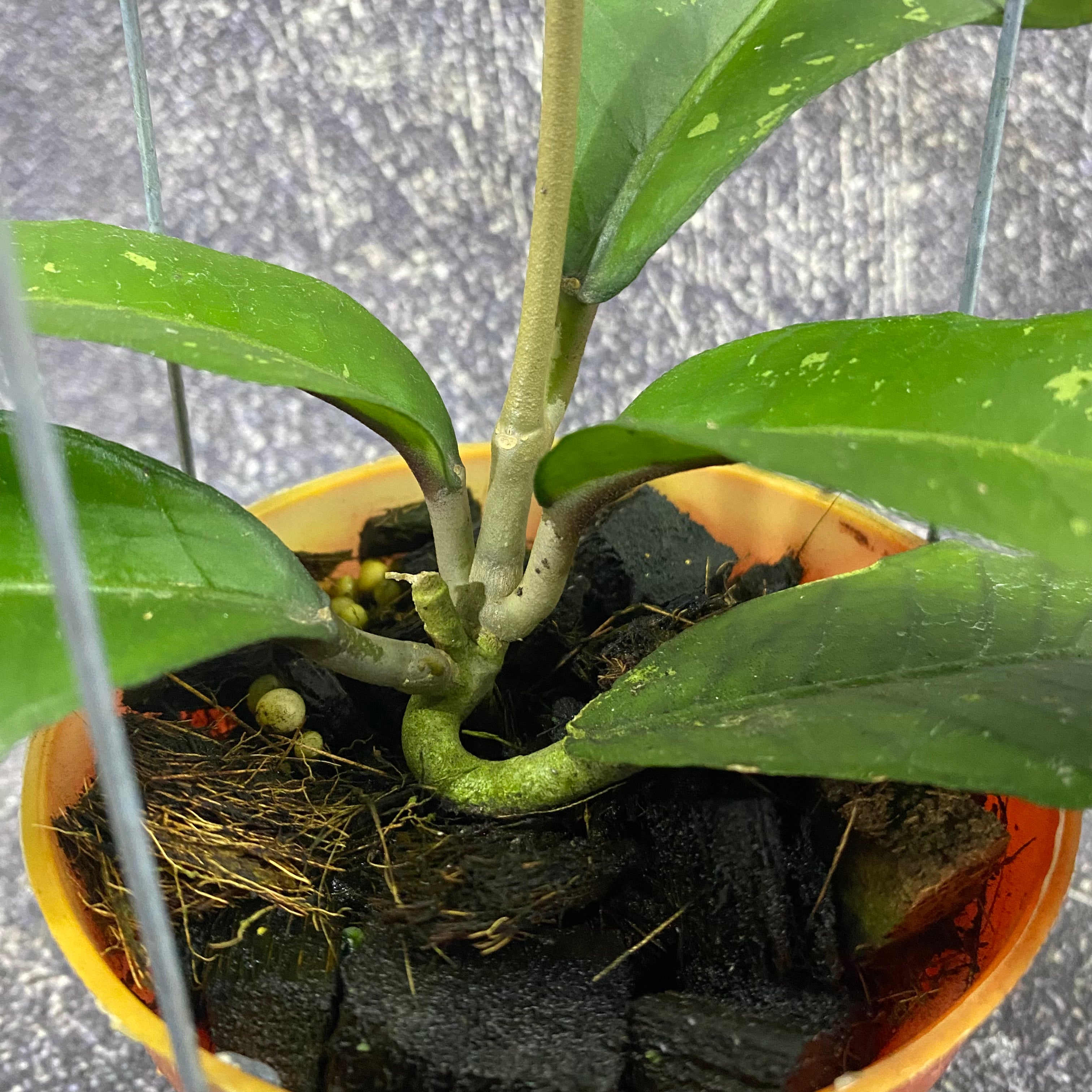 Hoya SP Aceh Green Diamond