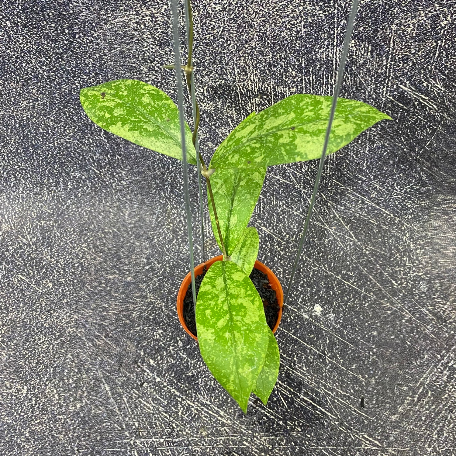 Hoya SP Kapuas Hulu High Splash