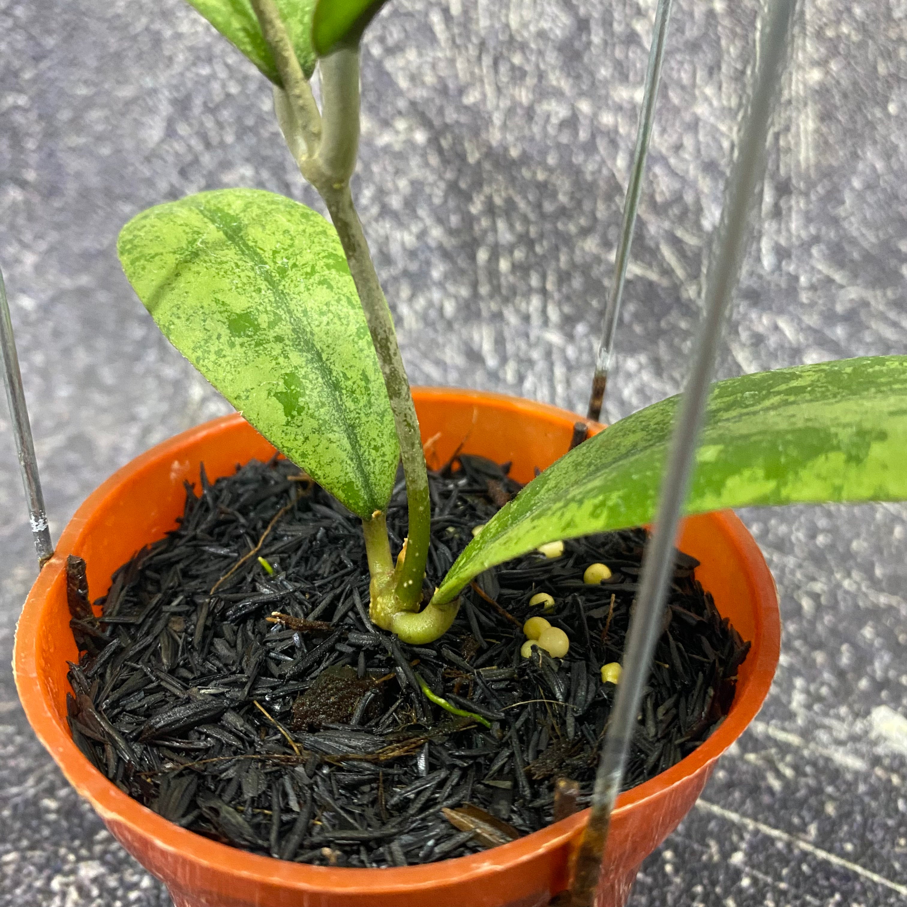 Hoya SP Kapuas Hulu High Splash