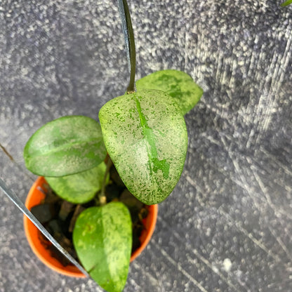 Hoya Verticillata Purple Aurora Silver