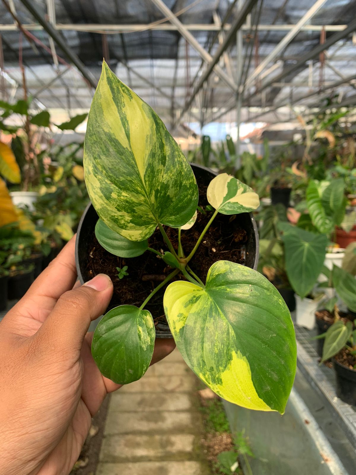 Homalomena Rubescen Variegated