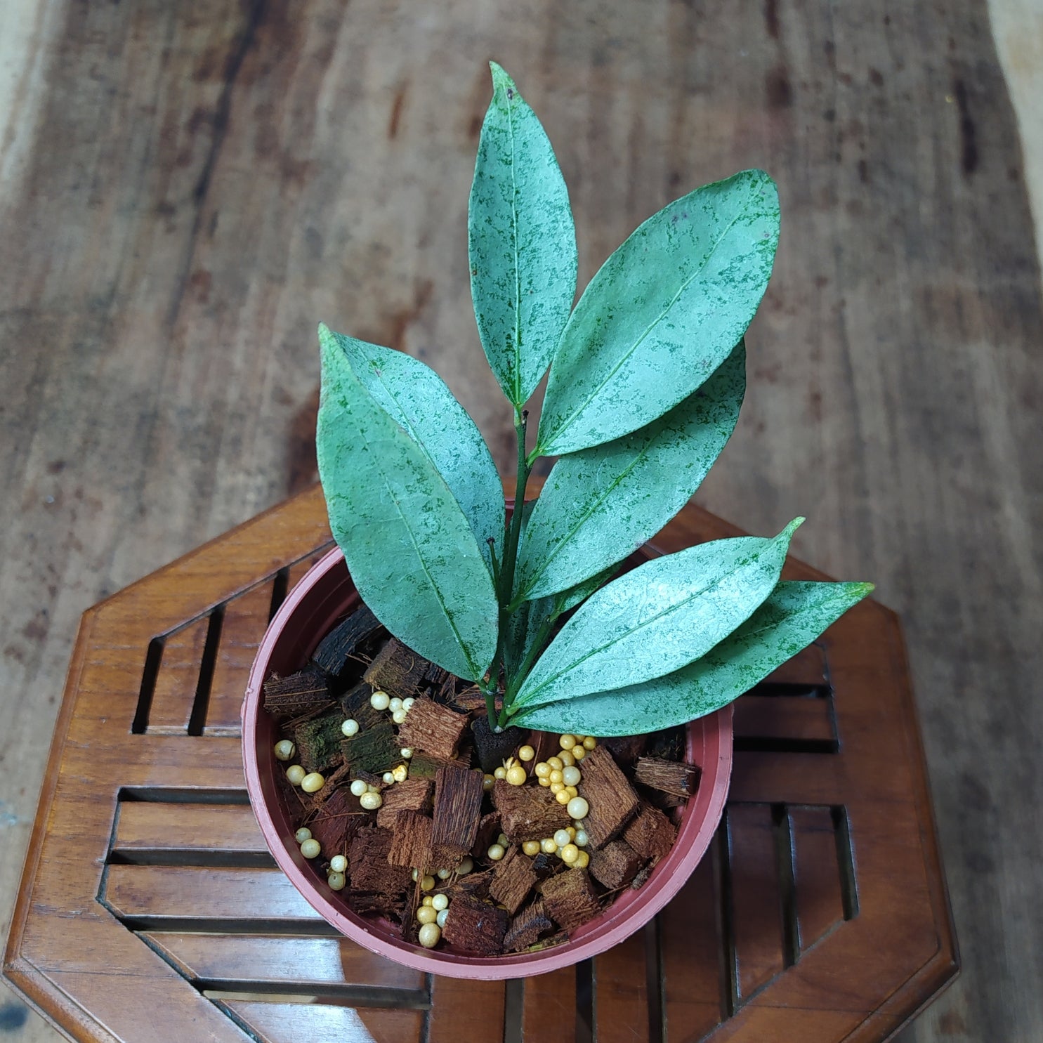 Hoya Amicabilis Silver