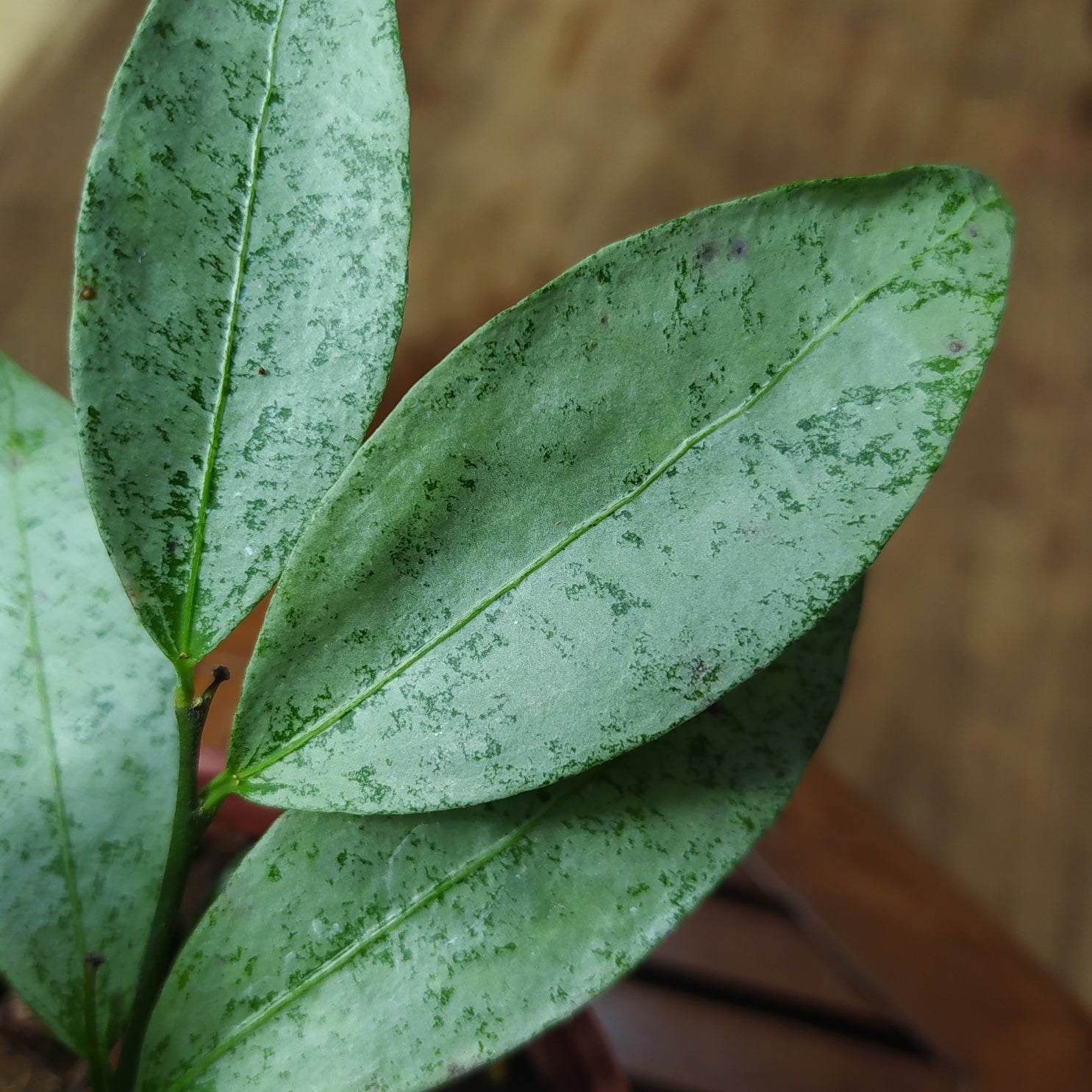 Hoya Amicabilis Silver