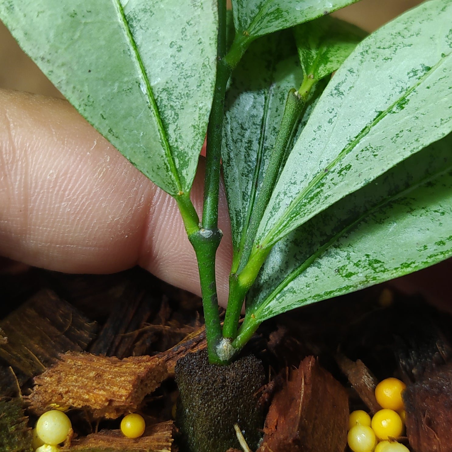 Hoya Amicabilis Silver