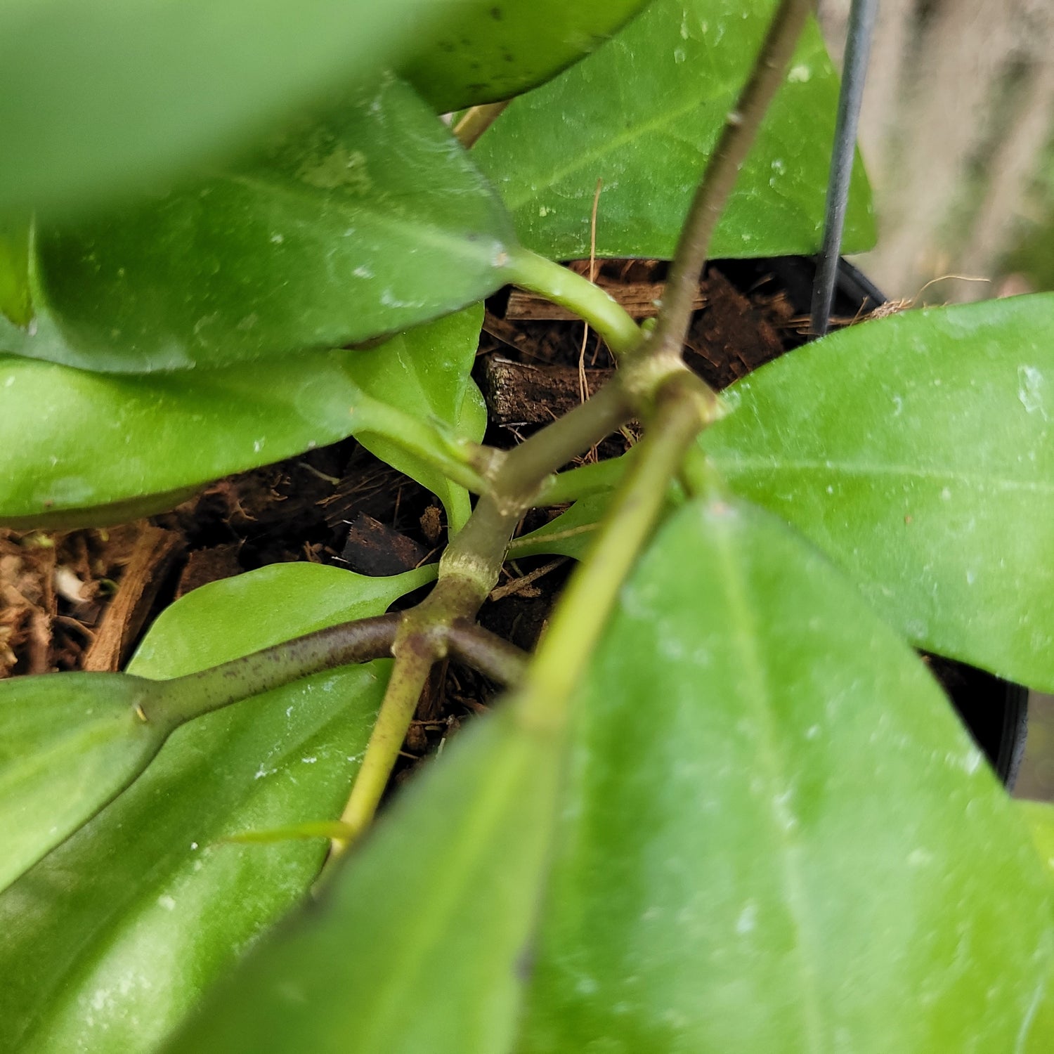 Hoya Askara (Buntokensis x Elliptica Mentawai)