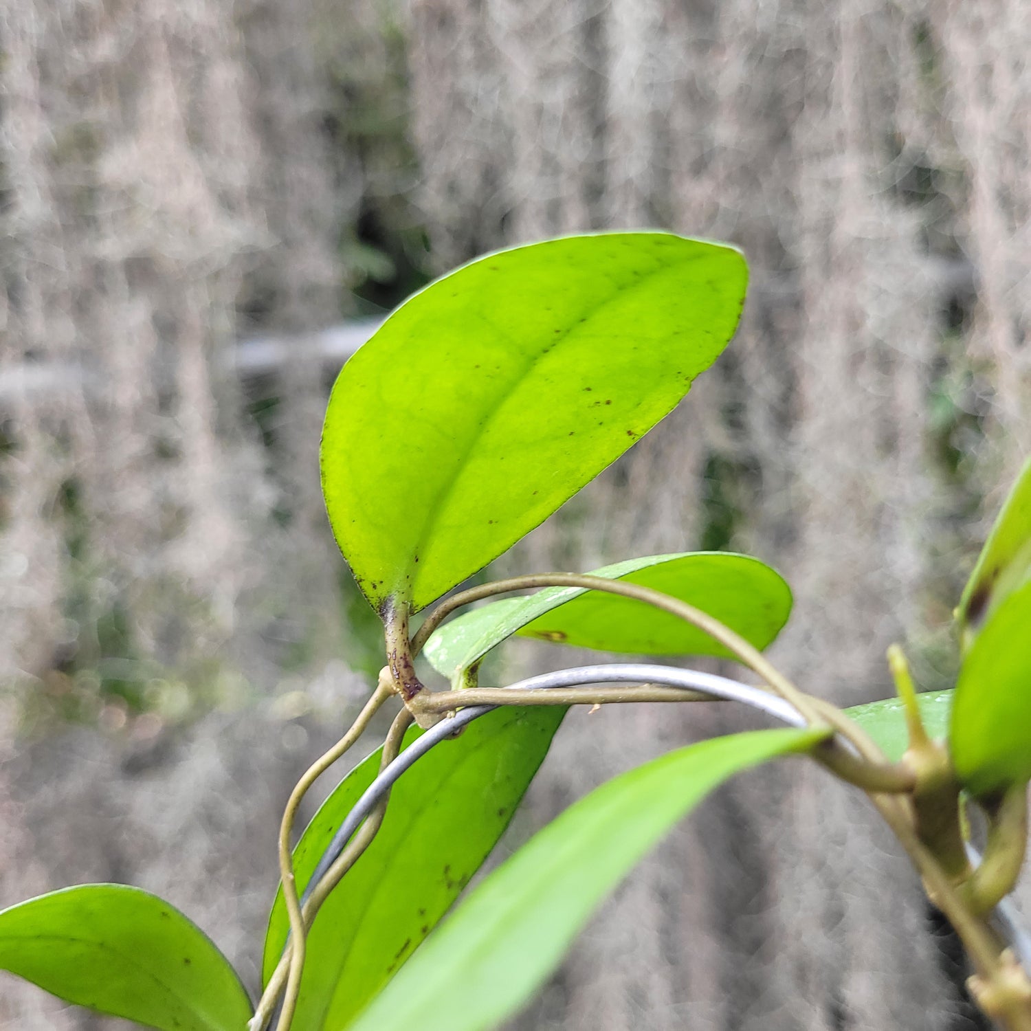 Hoya Askara (Buntokensis x Elliptica Mentawai)