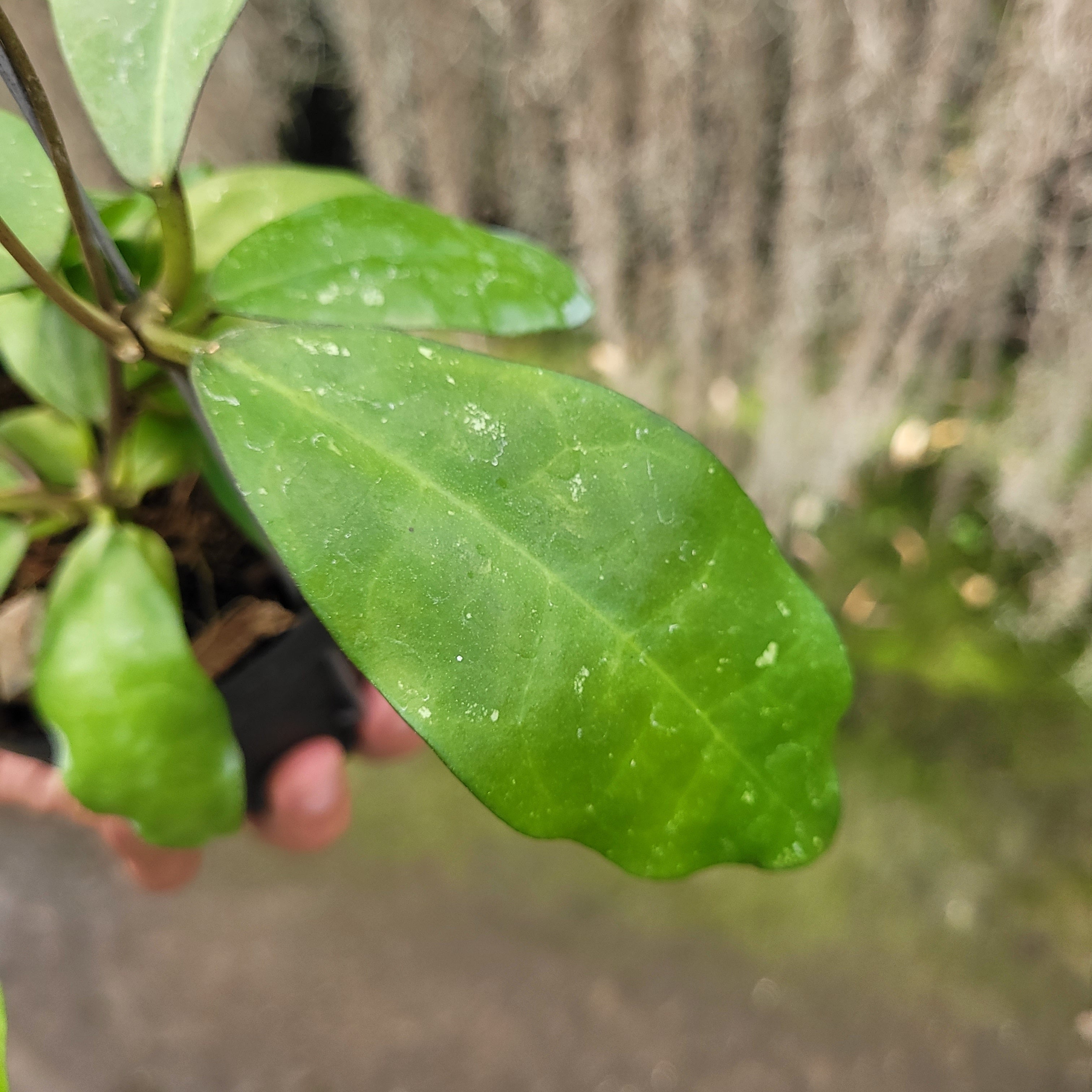 Hoya Askara (Buntokensis x Elliptica Mentawai)