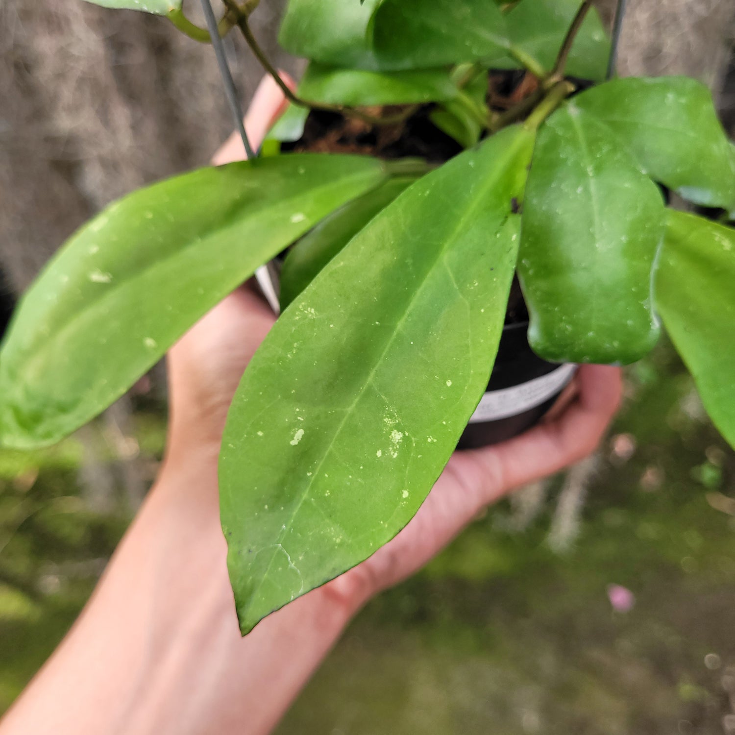 Hoya Askara (Buntokensis x Elliptica Mentawai)