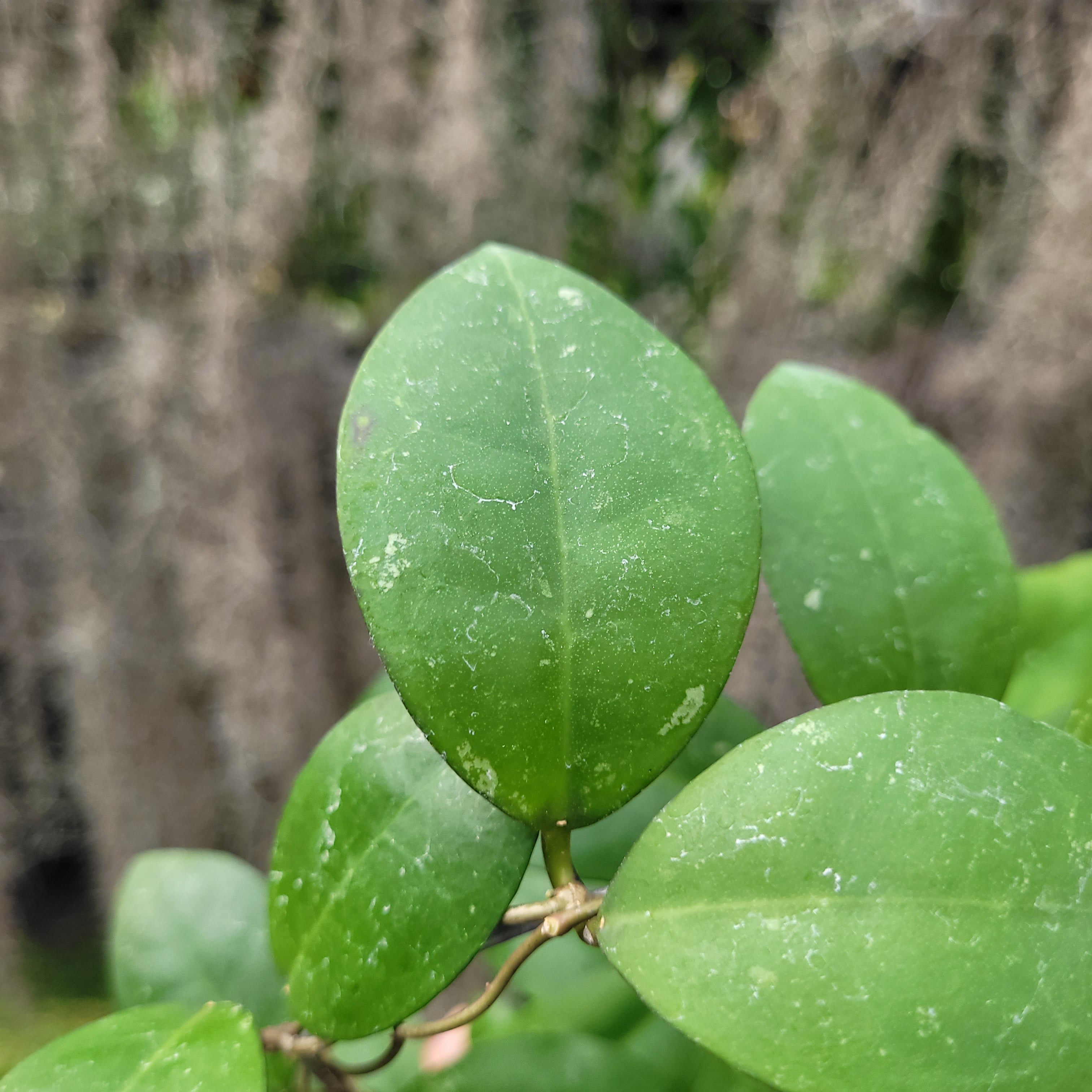 Hoya Askara (Buntokensis x Elliptica Mentawai)