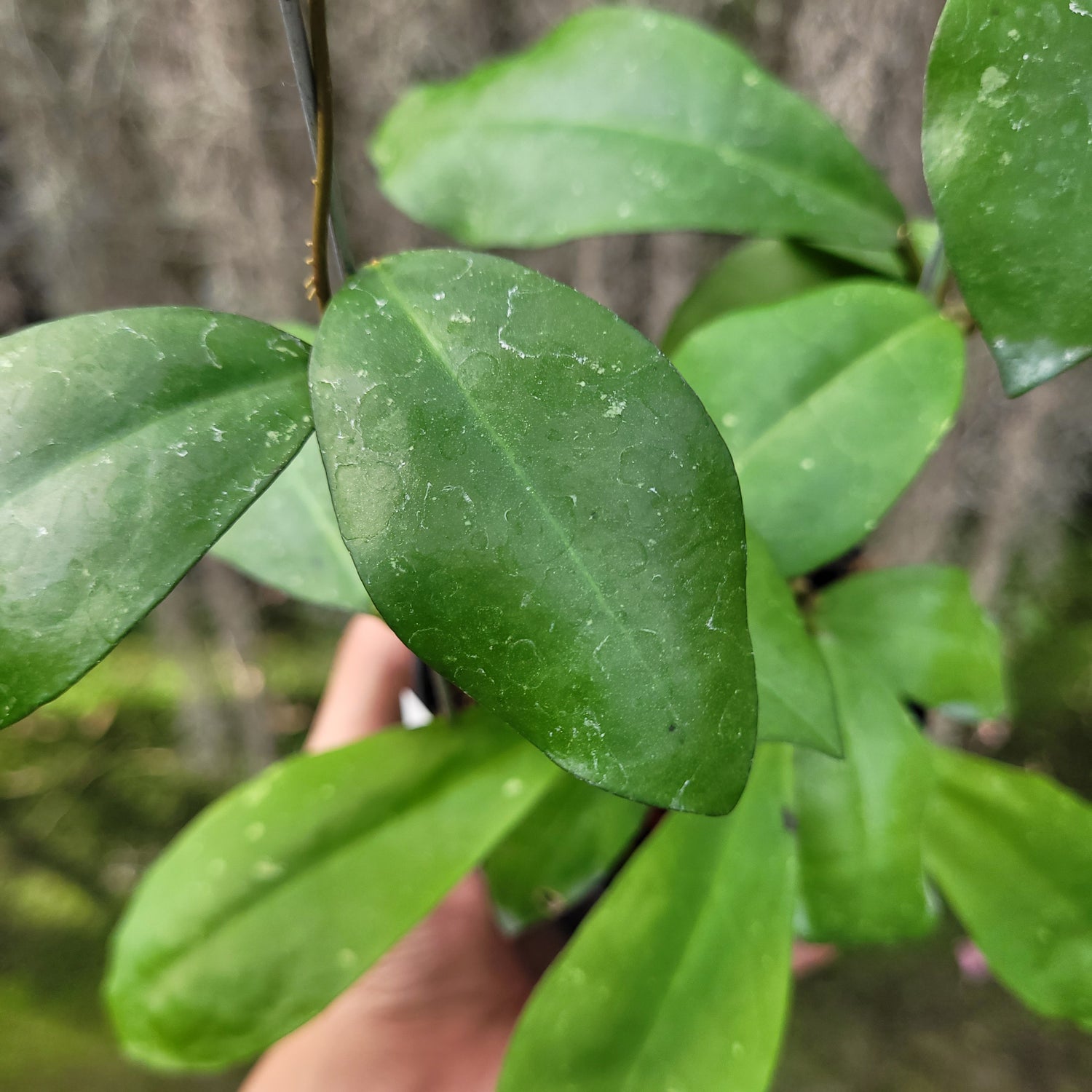 Hoya Askara (Buntokensis x Elliptica Mentawai)