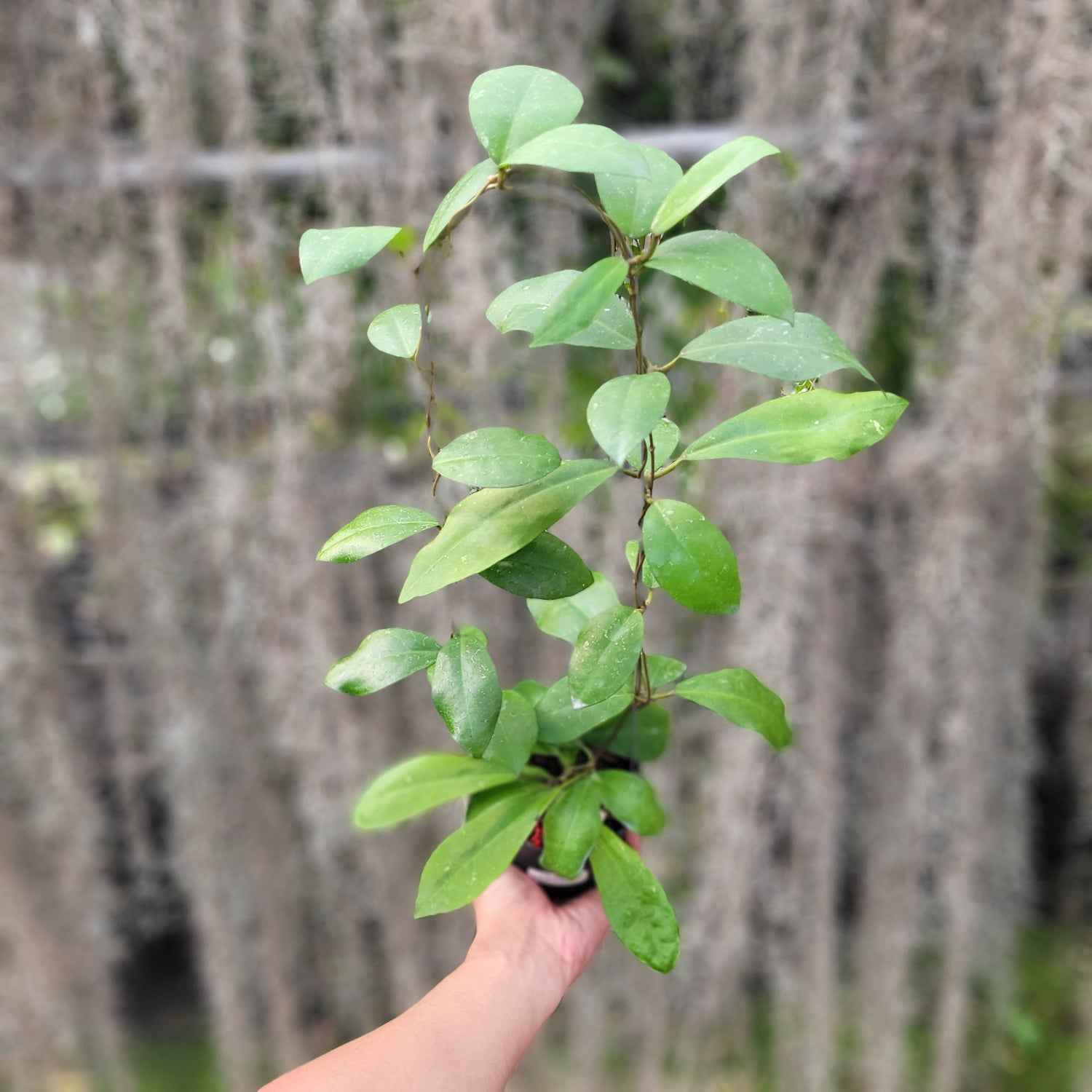 Hoya Askara (Buntokensis x Elliptica Mentawai)