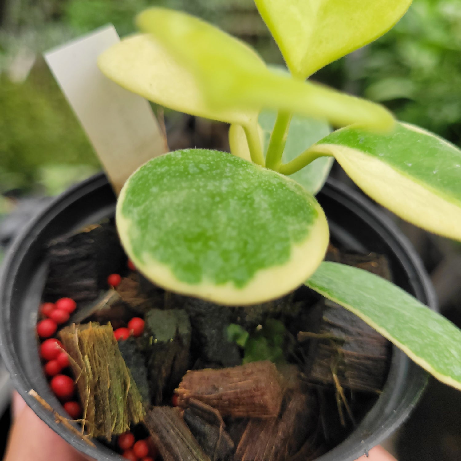 Hoya Australis Albomarginata VN-566