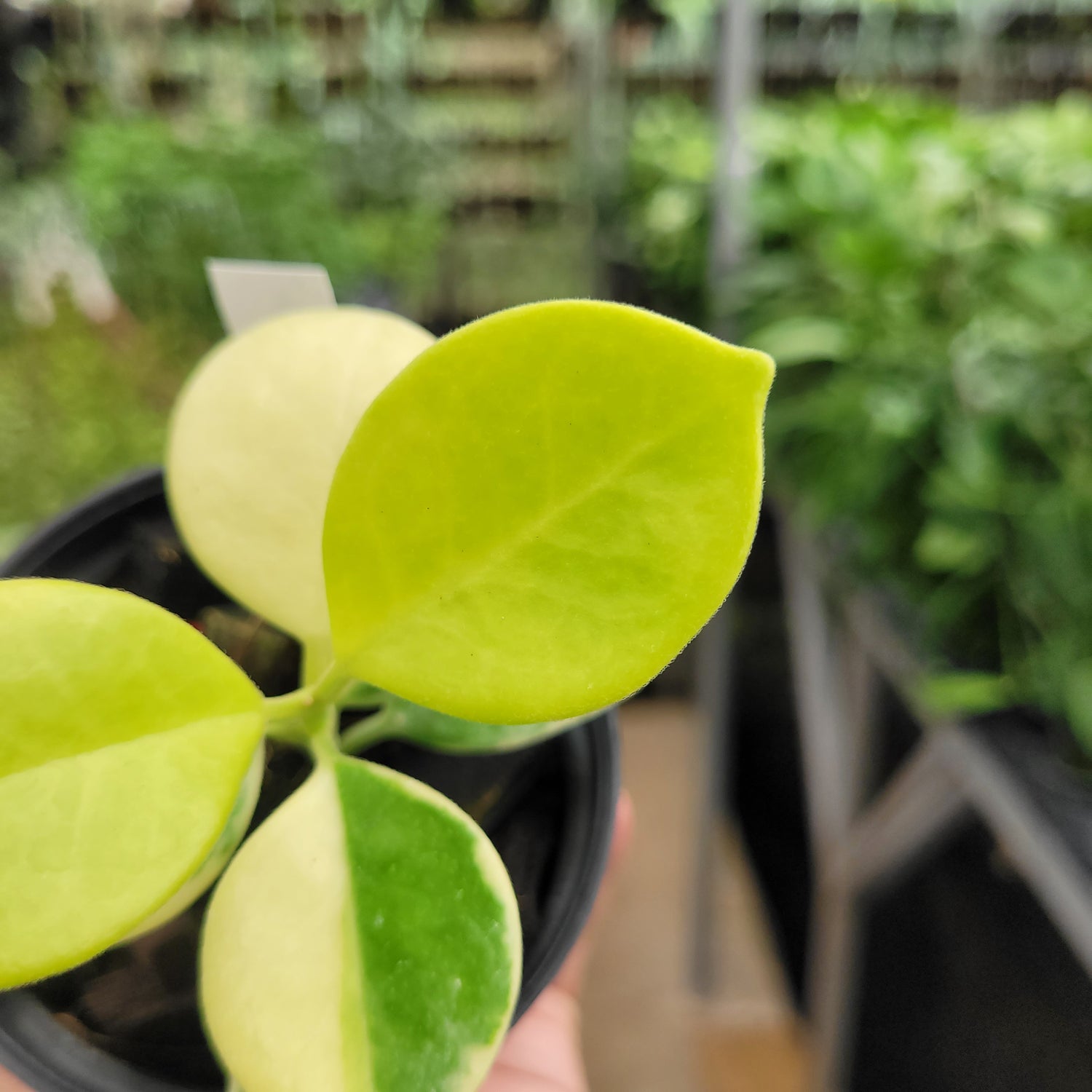 Hoya Australis Albomarginata VN-566