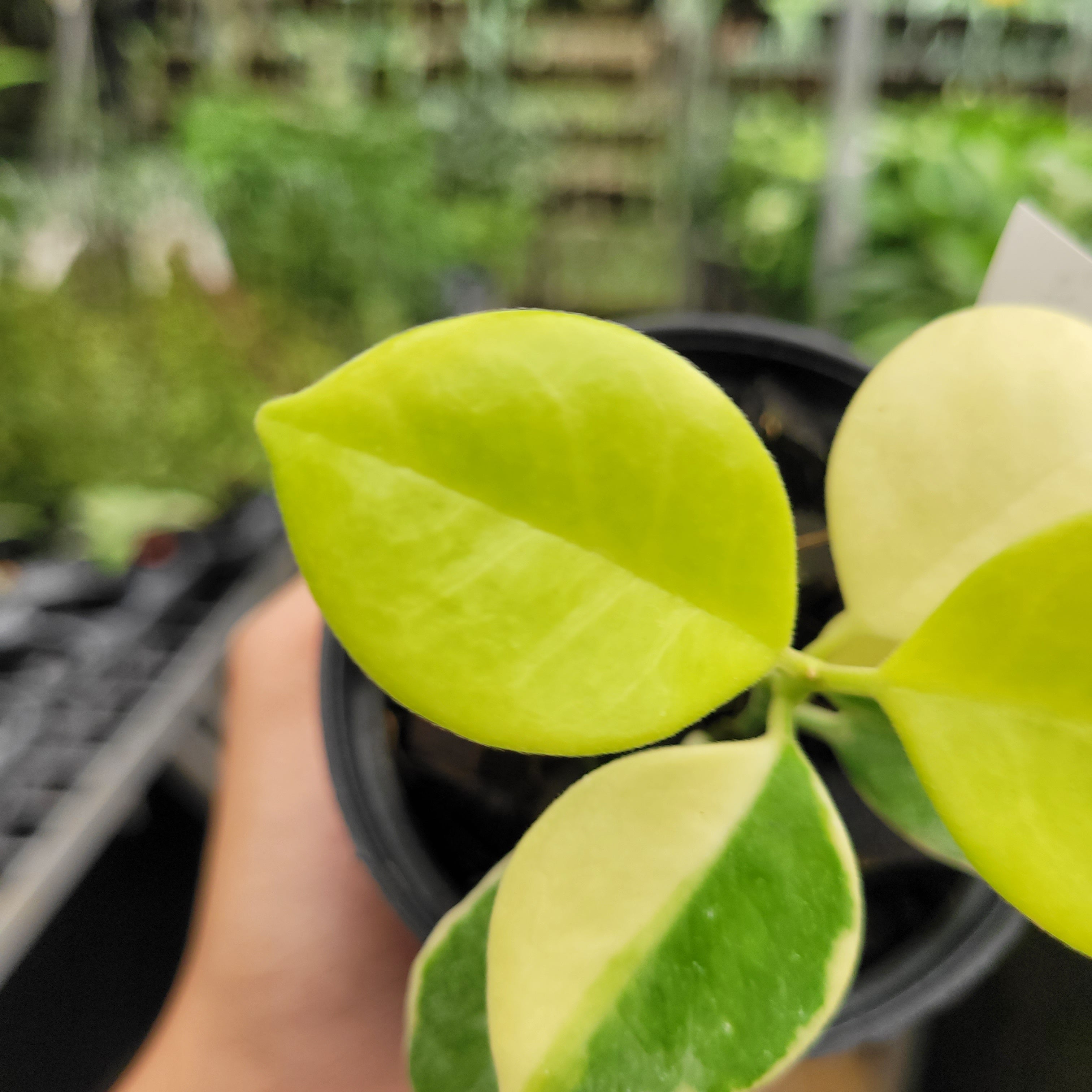 Hoya Australis Albomarginata VN-566