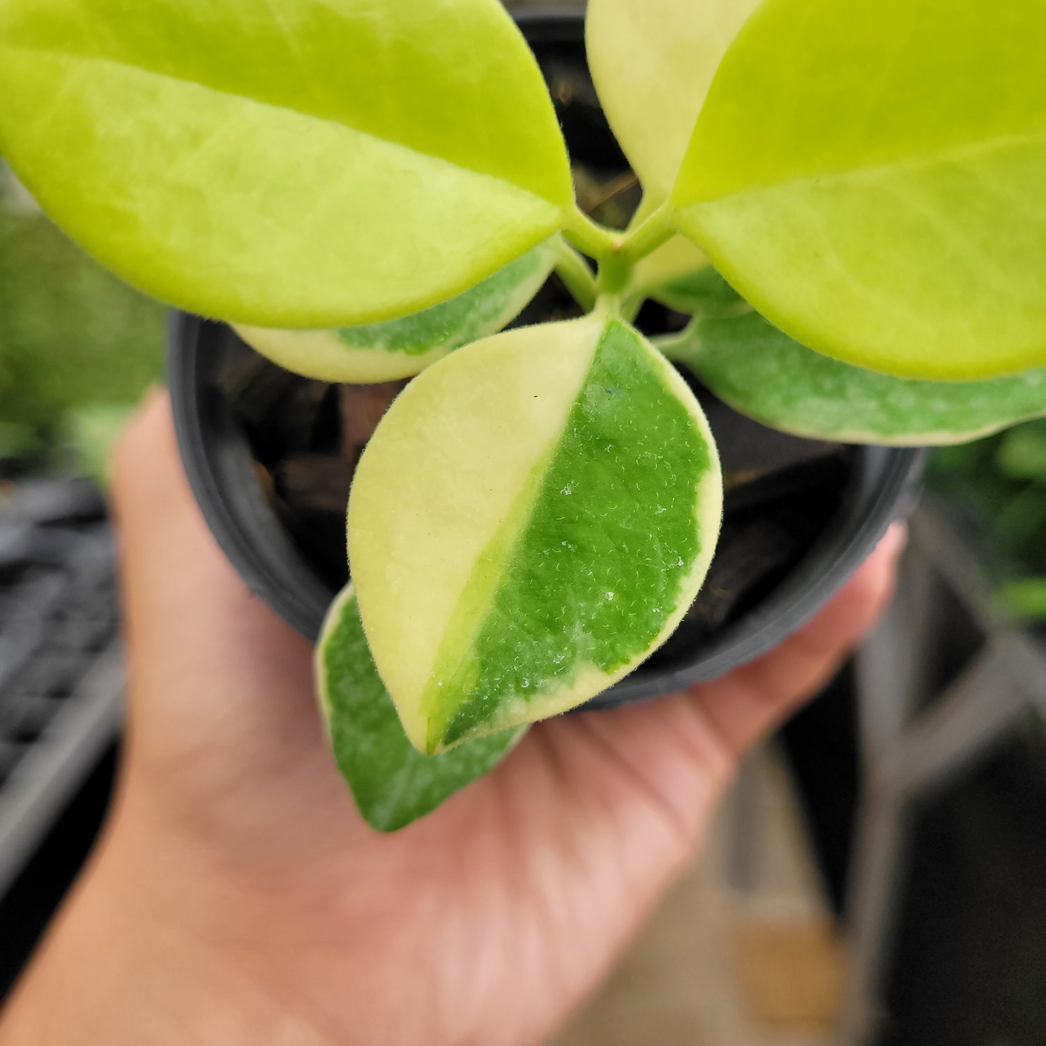 Hoya Australis Albomarginata VN-566