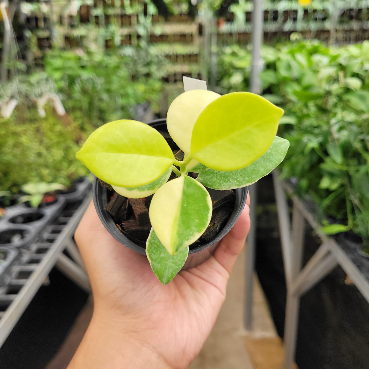 Hoya Australis Albomarginata VN-566