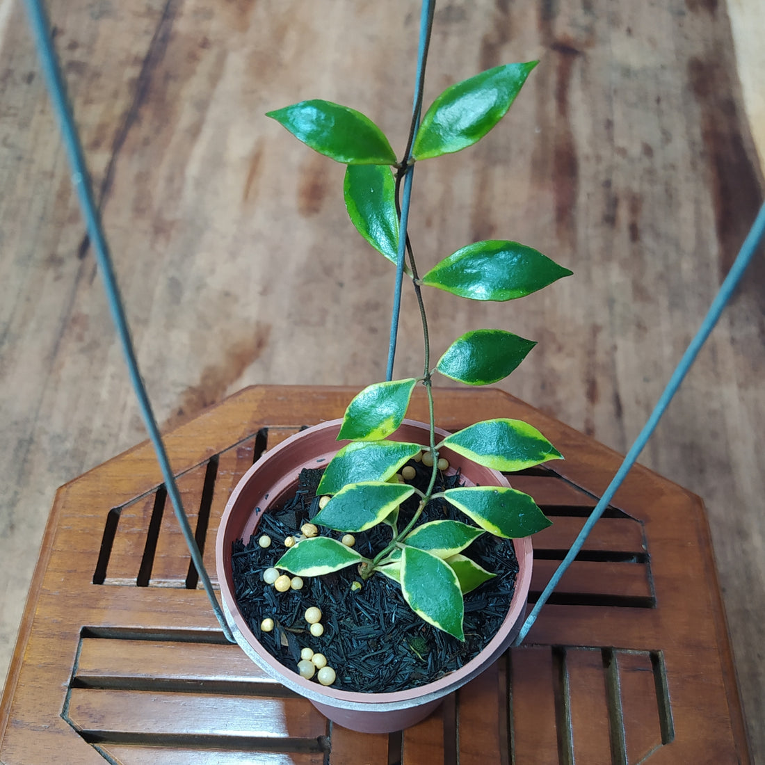 Hoya Bakoensis Albomarginata